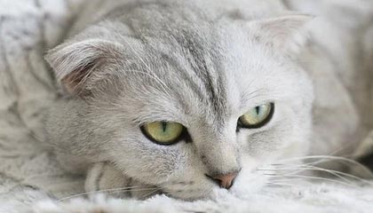 im电竞APP-中国女篮世界杯资格赛“开门红” 期待收获经验再提升